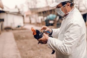 Bird Flu Prevention